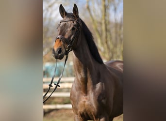 Koń hanowerski, Klacz, 5 lat, 171 cm, Gniada