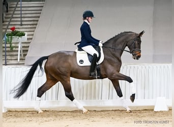 Koń hanowerski, Klacz, 5 lat, 171 cm, Gniada