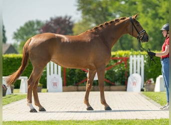 Koń hanowerski, Klacz, 5 lat, 171 cm, Kasztanowata