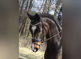 Koń hanowerski, Klacz, 5 lat, 172 cm, Ciemnogniada