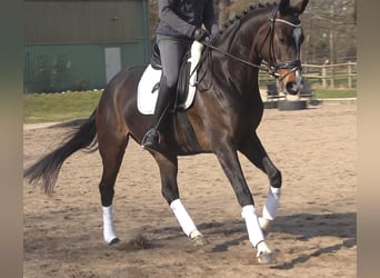 Koń hanowerski, Klacz, 5 lat, 172 cm, Ciemnogniada
