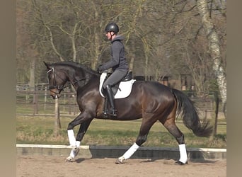 Koń hanowerski, Klacz, 5 lat, 172 cm, Ciemnogniada