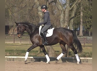 Koń hanowerski, Klacz, 5 lat, 172 cm, Ciemnogniada