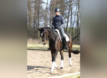 Koń hanowerski, Klacz, 5 lat, 172 cm, Ciemnogniada