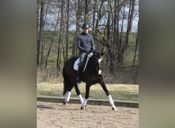 Koń hanowerski, Klacz, 5 lat, 172 cm, Ciemnogniada