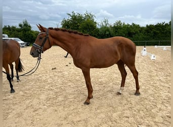 Koń hanowerski, Klacz, 5 lat, 172 cm, Ciemnokasztanowata