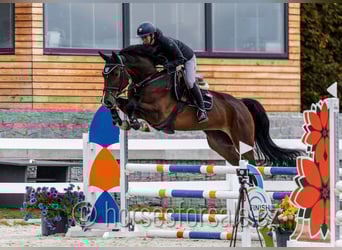 Koń hanowerski, Klacz, 5 lat, 172 cm, Gniada