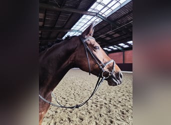 Koń hanowerski, Klacz, 5 lat, 172 cm, Gniada