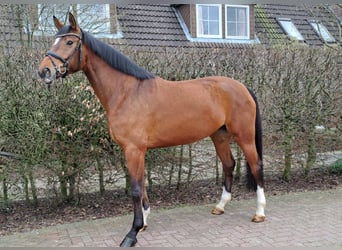 Koń hanowerski, Klacz, 5 lat, 172 cm, Gniada