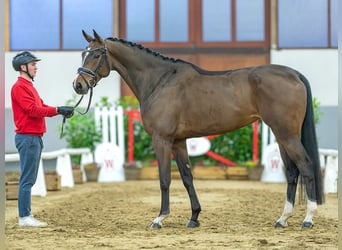 Koń hanowerski, Klacz, 5 lat, 172 cm, Gniada