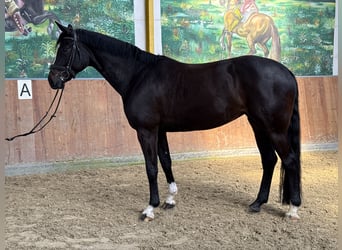 Koń hanowerski, Klacz, 5 lat, 172 cm, Kara