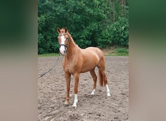 Koń hanowerski, Klacz, 5 lat, 172 cm, Kasztanowata