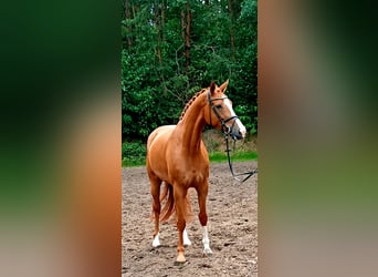 Koń hanowerski, Klacz, 5 lat, 172 cm, Kasztanowata