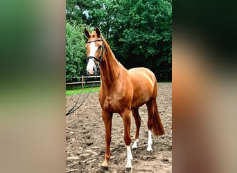 Koń hanowerski, Klacz, 5 lat, 172 cm, Kasztanowata
