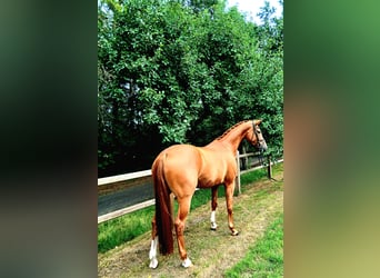 Koń hanowerski, Klacz, 5 lat, 172 cm, Kasztanowata
