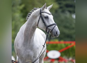 Koń hanowerski, Klacz, 5 lat, 172 cm, Siwa
