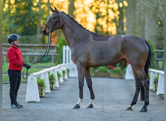 Koń hanowerski, Klacz, 5 lat, 173 cm, Gniada
