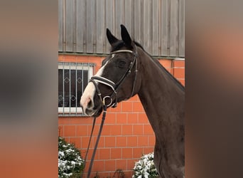 Koń hanowerski, Klacz, 5 lat, 173 cm, Kara