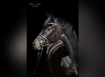 Koń hanowerski, Klacz, 5 lat, 173 cm, Skarogniada