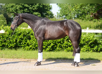 Koń hanowerski, Klacz, 5 lat, 173 cm, Skarogniada