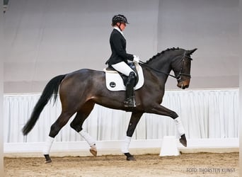 Koń hanowerski, Klacz, 5 lat, 173 cm, Skarogniada