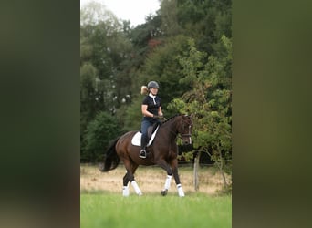 Koń hanowerski, Klacz, 5 lat, 174 cm, Ciemnogniada