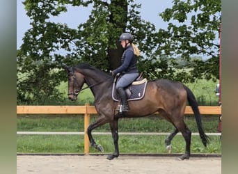 Koń hanowerski, Klacz, 5 lat, 174 cm, Gniada