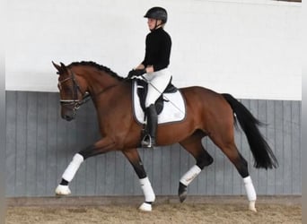 Koń hanowerski, Klacz, 5 lat, 174 cm, Gniada