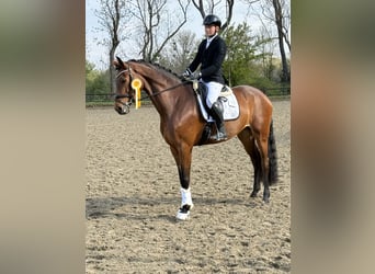 Koń hanowerski, Klacz, 5 lat, 174 cm, Gniada