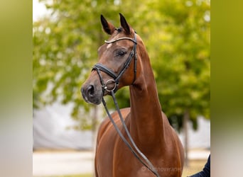Koń hanowerski, Klacz, 5 lat, 174 cm, Gniada