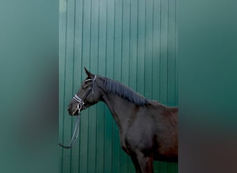 Koń hanowerski, Klacz, 5 lat, 174 cm, Kara