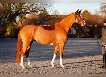 Koń hanowerski, Klacz, 5 lat, 174 cm, Kasztanowata