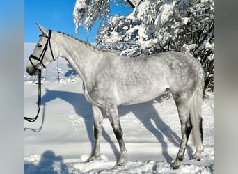 Koń hanowerski, Klacz, 5 lat, 174 cm, Siwa jabłkowita