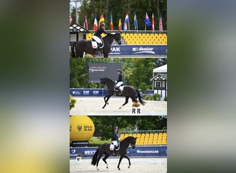 Koń hanowerski, Klacz, 5 lat, 175 cm, Kara