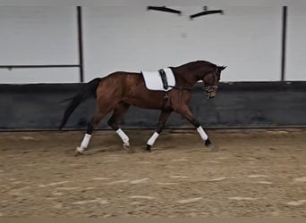 Koń hanowerski, Klacz, 5 lat, 176 cm, Gniada