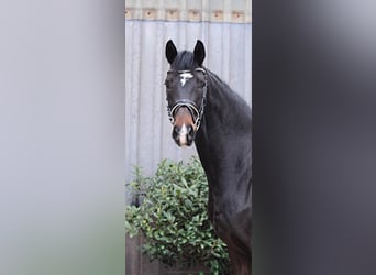 Koń hanowerski, Klacz, 5 lat, 178 cm, Skarogniada