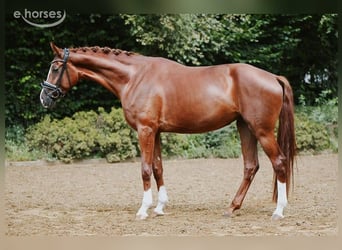 Koń hanowerski, Klacz, 5 lat, 180 cm, Kasztanowata