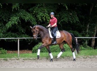 Koń hanowerski, Klacz, 5 lat, 181 cm, Gniada