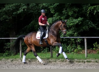 Koń hanowerski, Klacz, 5 lat, 181 cm, Gniada