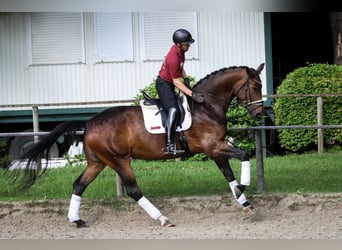 Koń hanowerski, Klacz, 5 lat, 181 cm, Gniada
