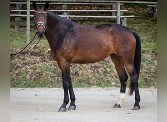 Koń hanowerski, Klacz, 5 lat, 181 cm, Gniada