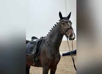 Koń hanowerski, Klacz, 5 lat