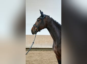 Koń hanowerski, Klacz, 5 lat