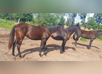 Koń hanowerski, Klacz, 6 lat, 150 cm, Kara