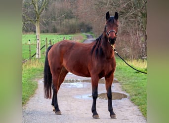 Koń hanowerski Mix, Klacz, 6 lat, 152 cm, Gniada