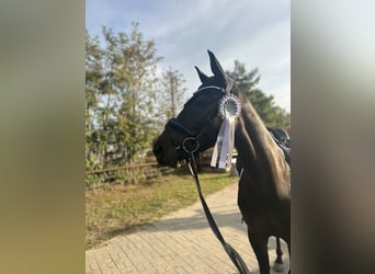 Koń hanowerski, Klacz, 6 lat, 160 cm, Ciemnogniada