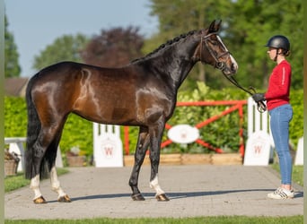 Koń hanowerski, Klacz, 6 lat, 161 cm, Ciemnogniada