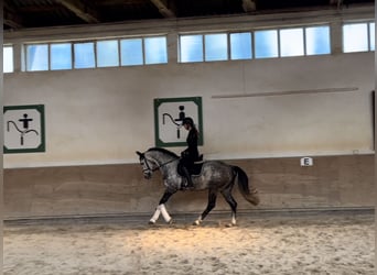 Koń hanowerski, Klacz, 6 lat, 161 cm, Siwa