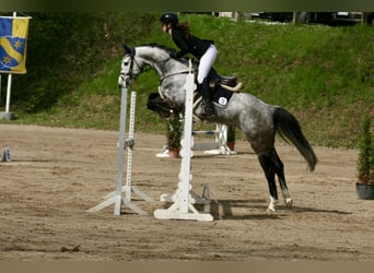 Koń hanowerski, Klacz, 6 lat, 161 cm, Siwa