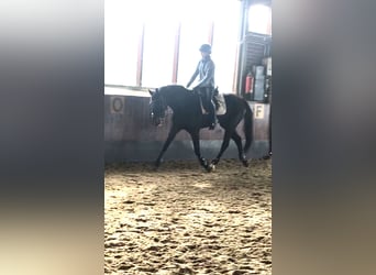Koń hanowerski, Klacz, 6 lat, 162 cm, Ciemnogniada
